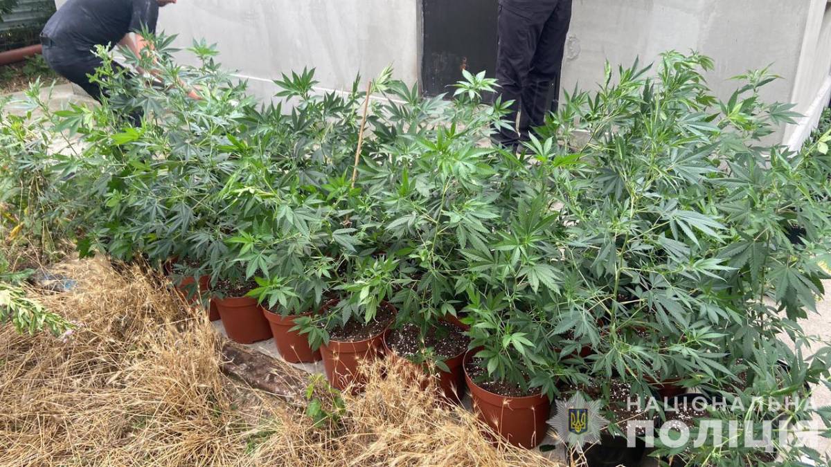 У Запоріжжі “бізнесмени” вирощували канабіс елітних сортів вдома – фото