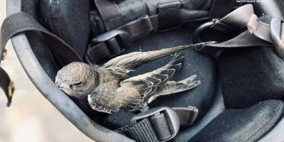 Кожне життя важливе. Патрульна поліція допомогла знесиленій пташці