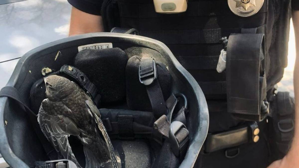 В Запорожье полицейские спасли птенца серпокрыльца