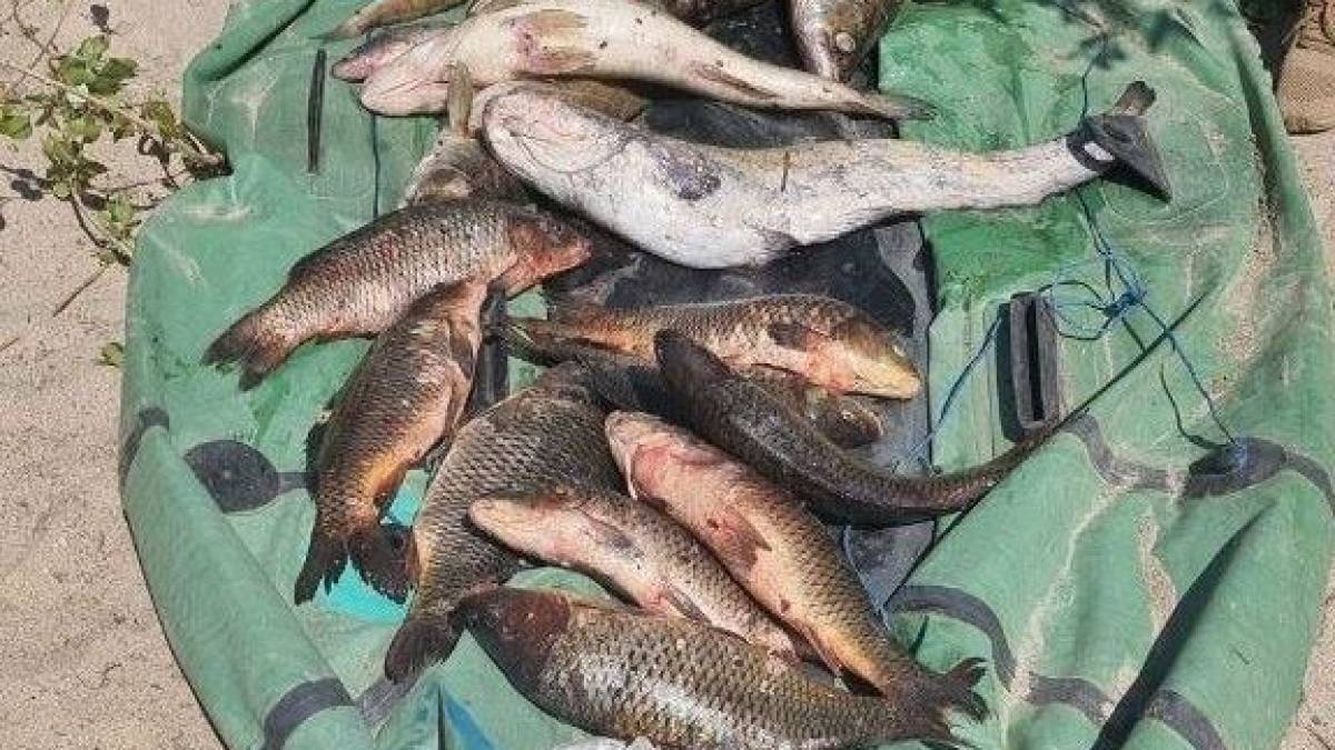У зоні абсолютної заповідності о. Хортиця спіймали браконьєра