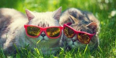 У середу в Україні прогнозують спеку до 37°, подекуди дощі та грози