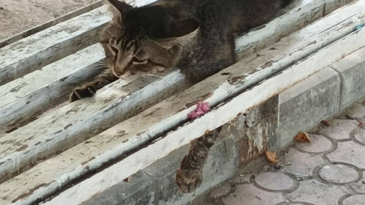 “Ох, і жарко мені…” Поставте мисочки з водою пташкам, собакам і котам…
