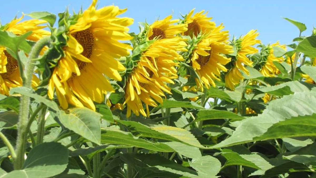В Україні спека до +38°, подекуди короткочасні дощі: де саме чекати опадів