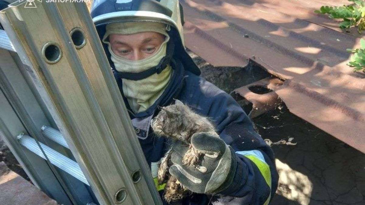 Запорізькі надзвичайники врятували від смерті  двох котиків