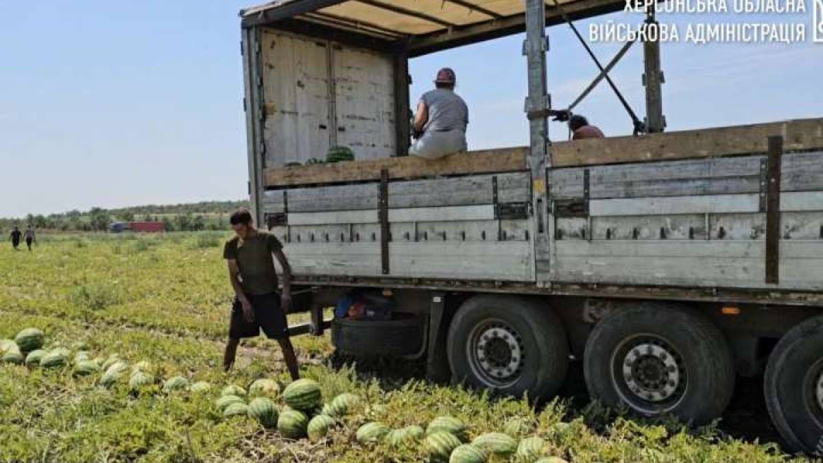 Перші 160 тонн кавунів зібрали на деокупованій Херсонщині