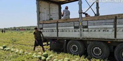 Перші 160 тонн кавунів зібрали на деокупованій Херсонщині