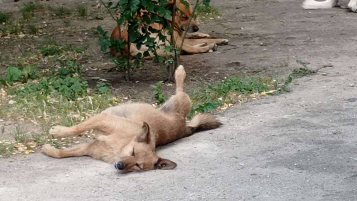 Коли так пече сонце, вже не до пристойностей!