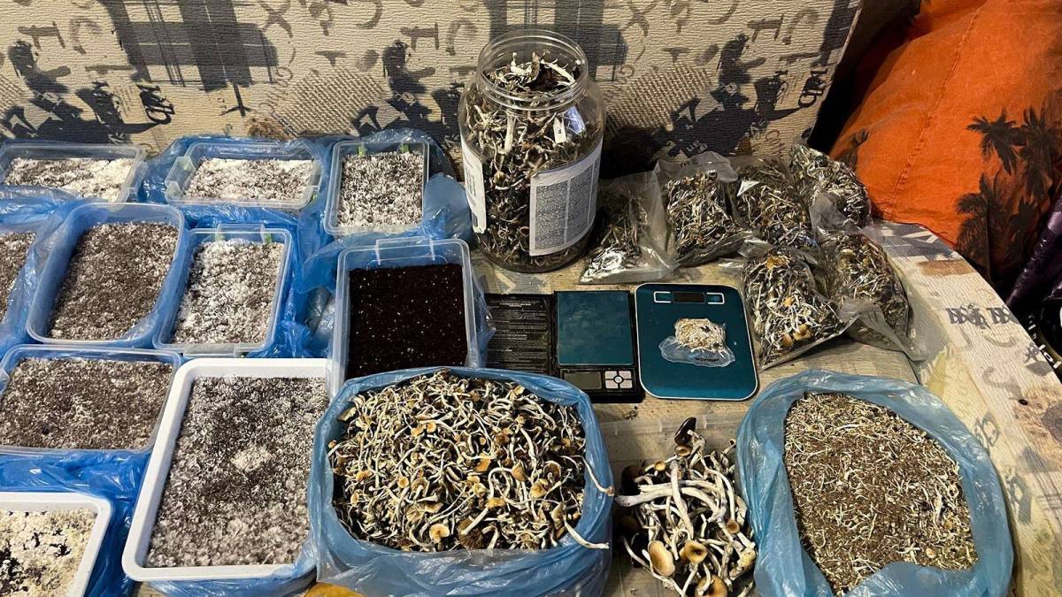 У Запоріжжі нелегал із рф вирощував та продавав галюциногенні гриби – фото, відео