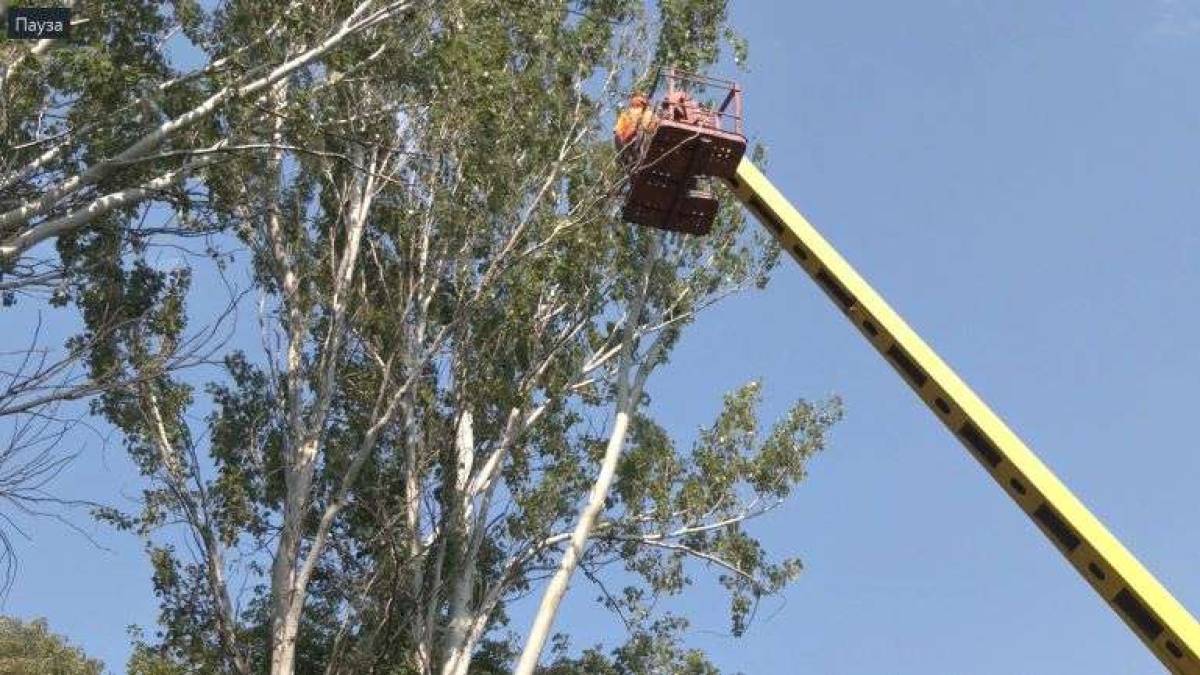 У Запоріжжі видаляють аварійні дерева