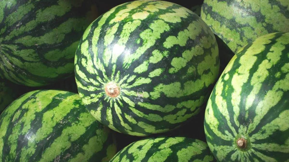 В Україні ціни на кавуни знижуються практично щодня