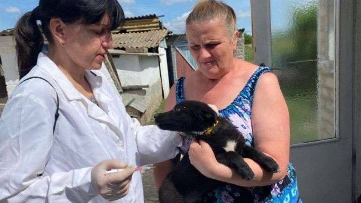 На Запоріжжі зняті карантинні обмеження зі сказу собак