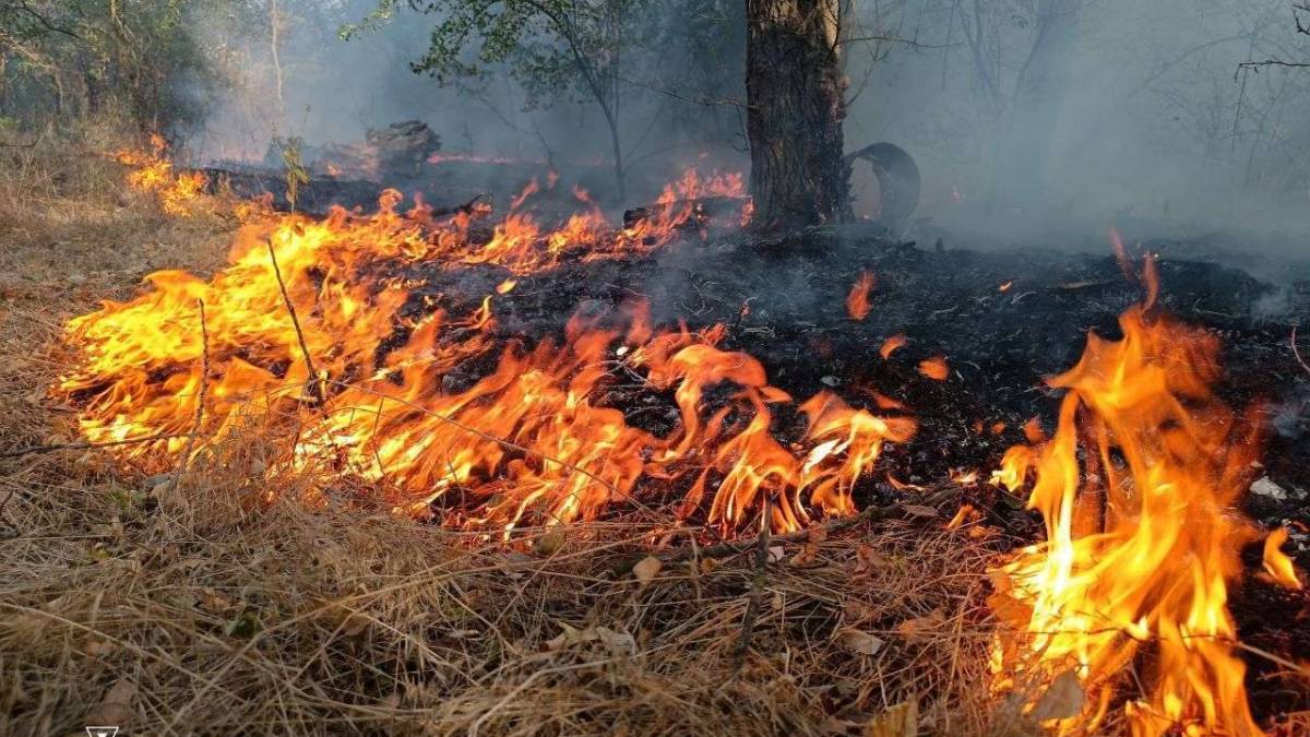 У Запоріжжі гасять масштабну пожежу у плавневій зоні річки Дніпро – фото