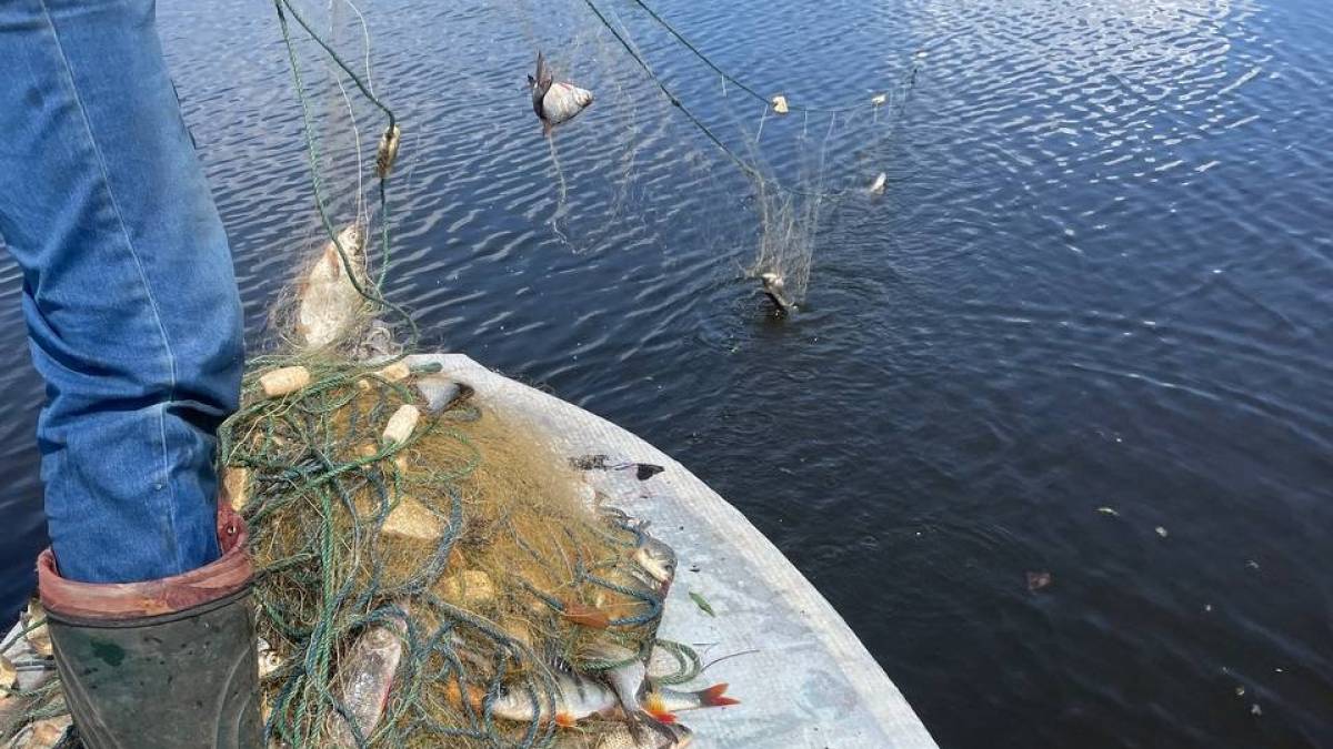 Біля Хотриці виявлено дві браконьєрські сітки з рибою