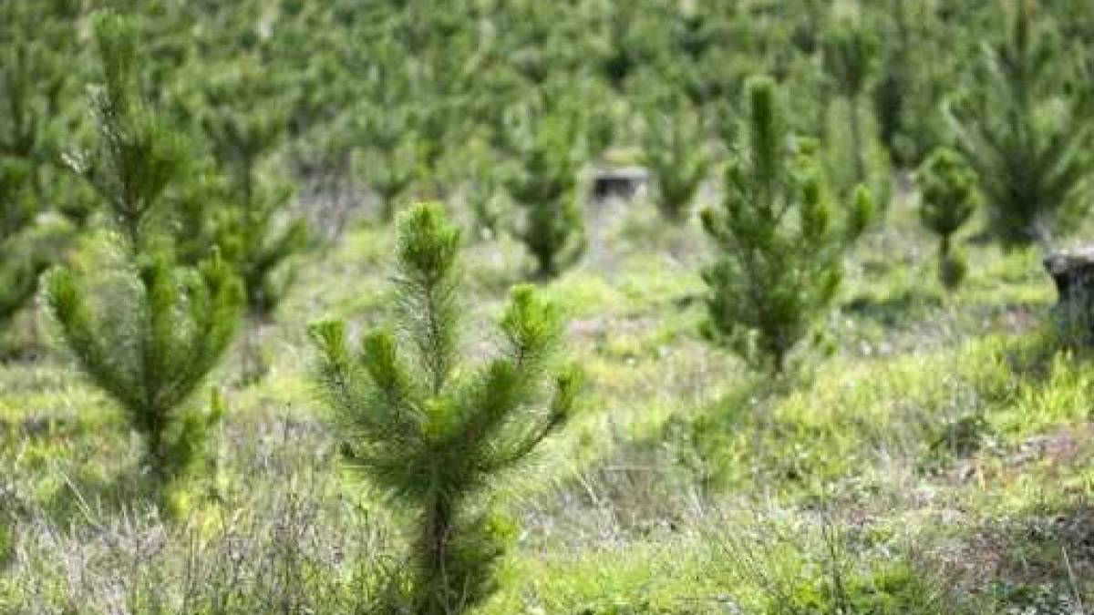 Відновлення лісу в Україні та на Запоріжжі