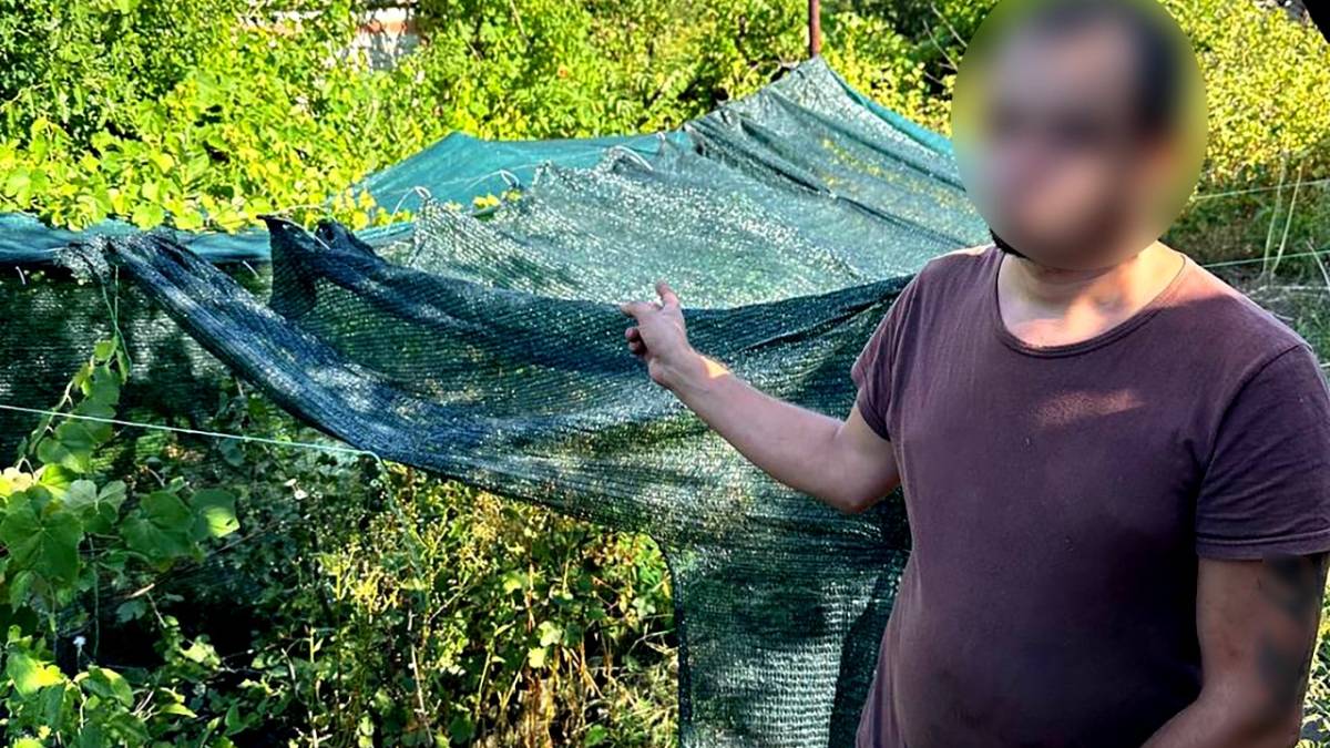 Поліцейські викрили 35-річного жителя села Привільне, який вирощував коноплю на городі