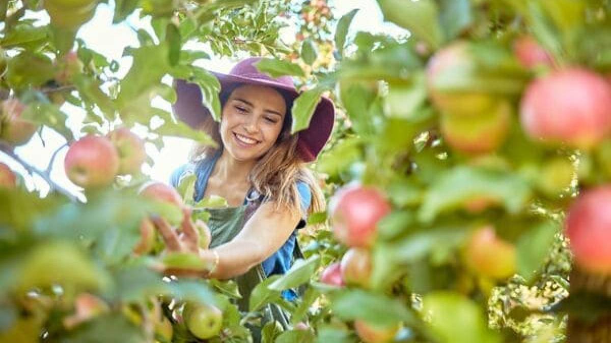 Кабмін розширив умови надання грантів для розвитку садівництва, ягідництва та виноградарства