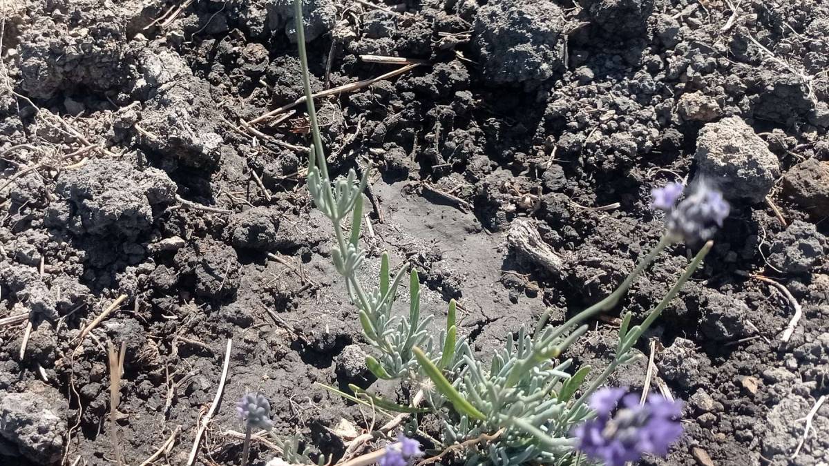 Лавандинове поле квітне та просить любові