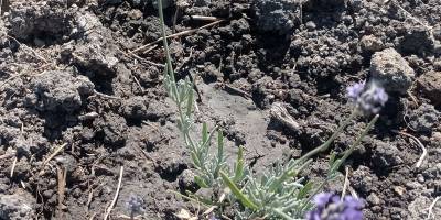 Лавандинове поле квітне та просить любові