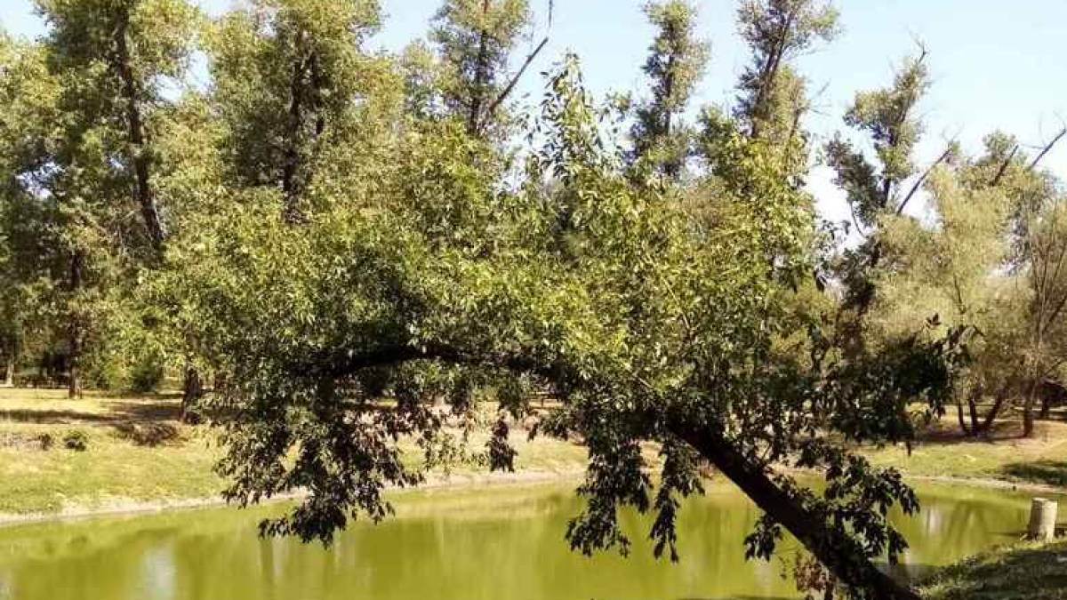 Дубовий гай, або У пошуках білого лебедя