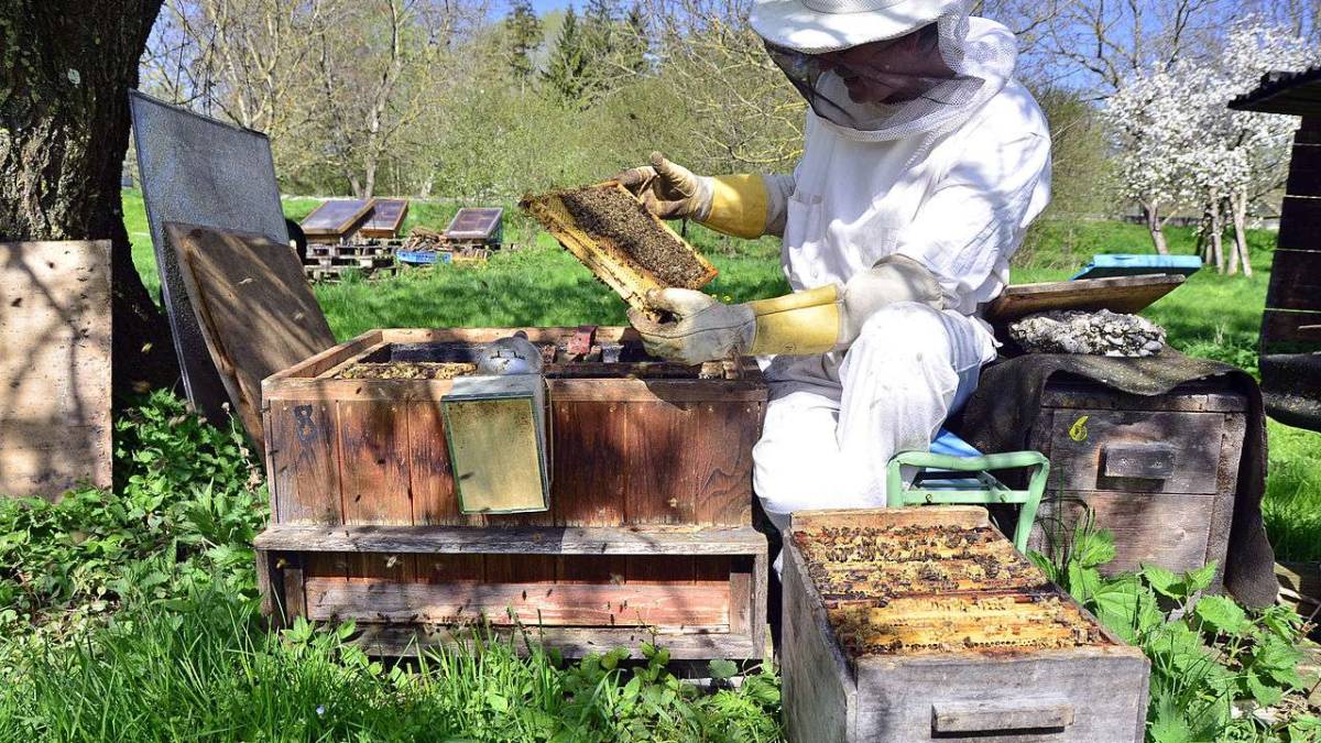 19 серпня — День пасічника в Україні