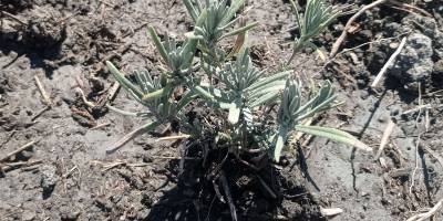 Лавандинове поле квітне та просить любові