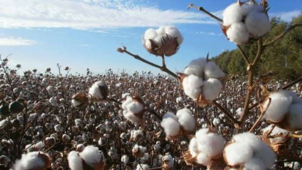 Україна почала вирощувати компонент для виробництва пороху