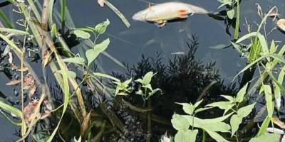 росіяни отруюють воду в річках Чернігівщини