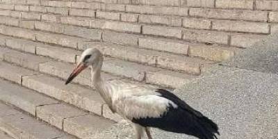 Сьогодні до обласної бібліотеки завітав лелека