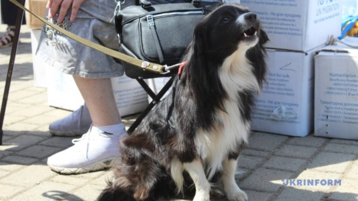 Переселенцям дозволили брати у тимчасові поселення домашніх тварин