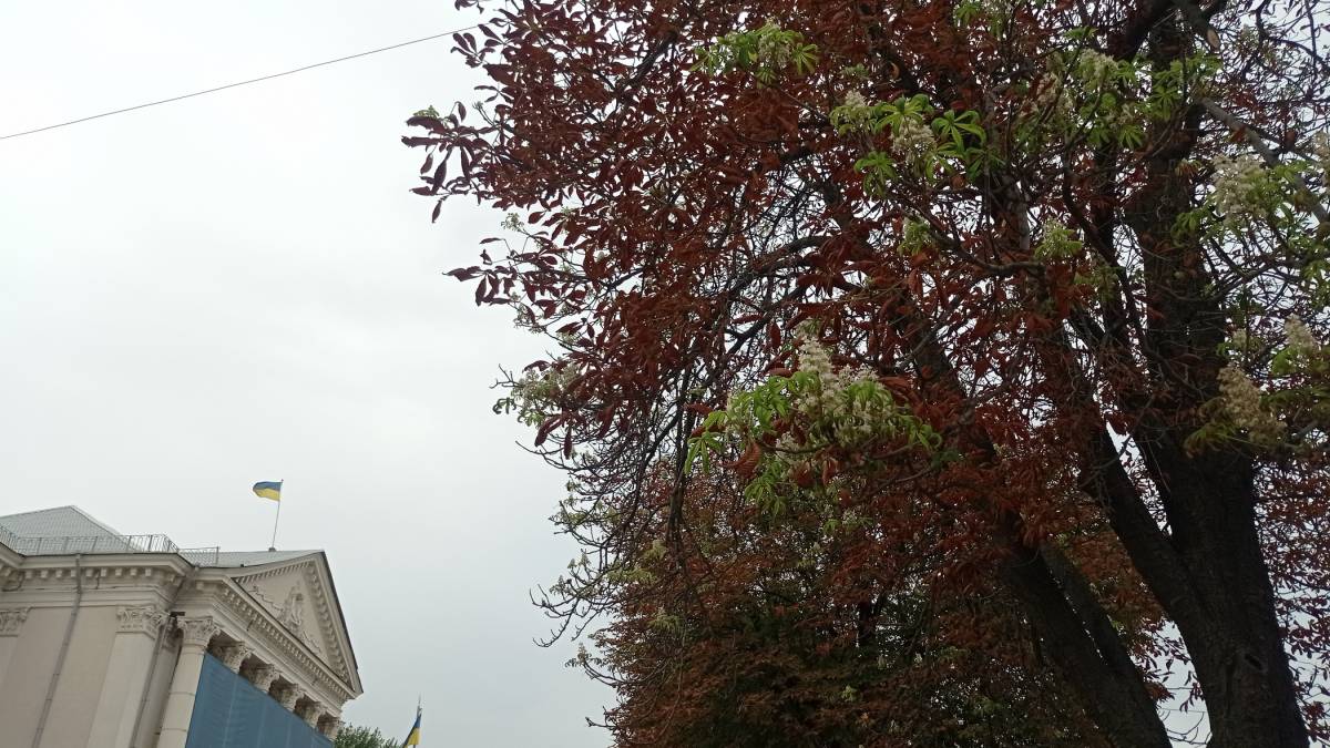 На проспекті Соборному знову цвітуть каштани…
