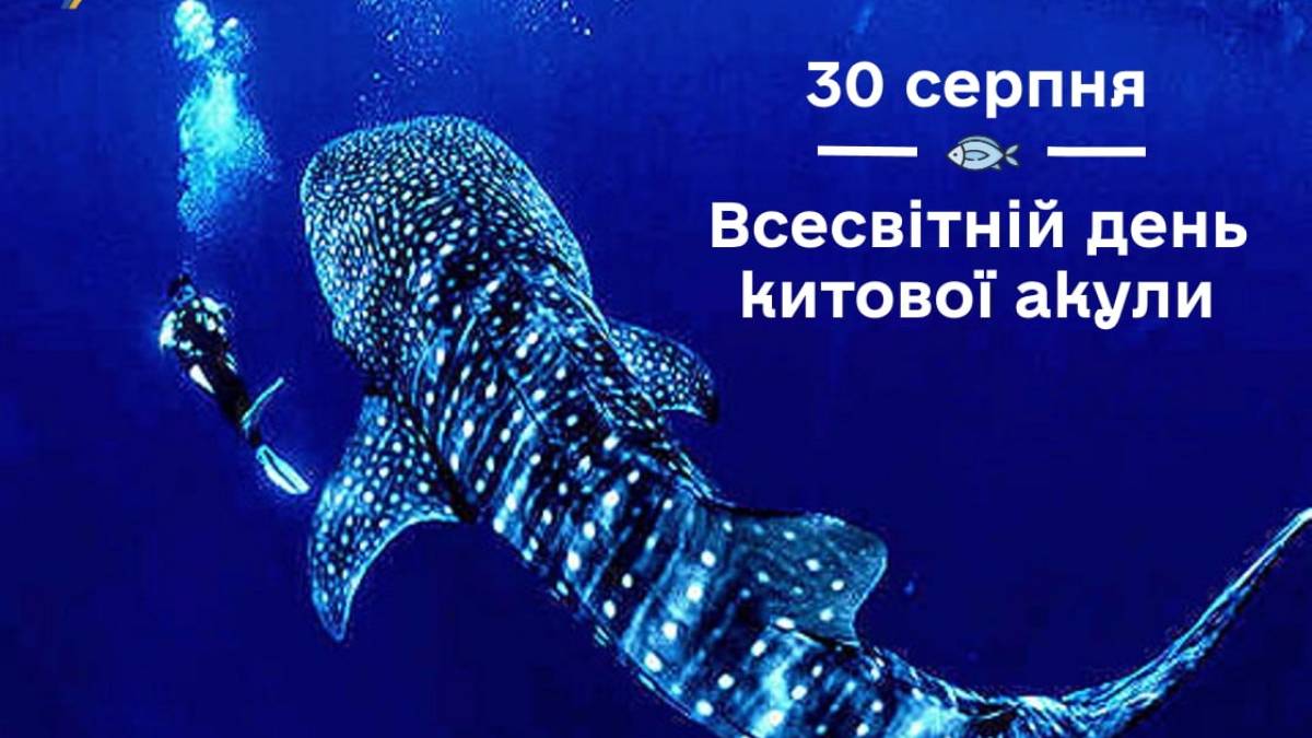 30 серпня – Міжнародний день китової акули