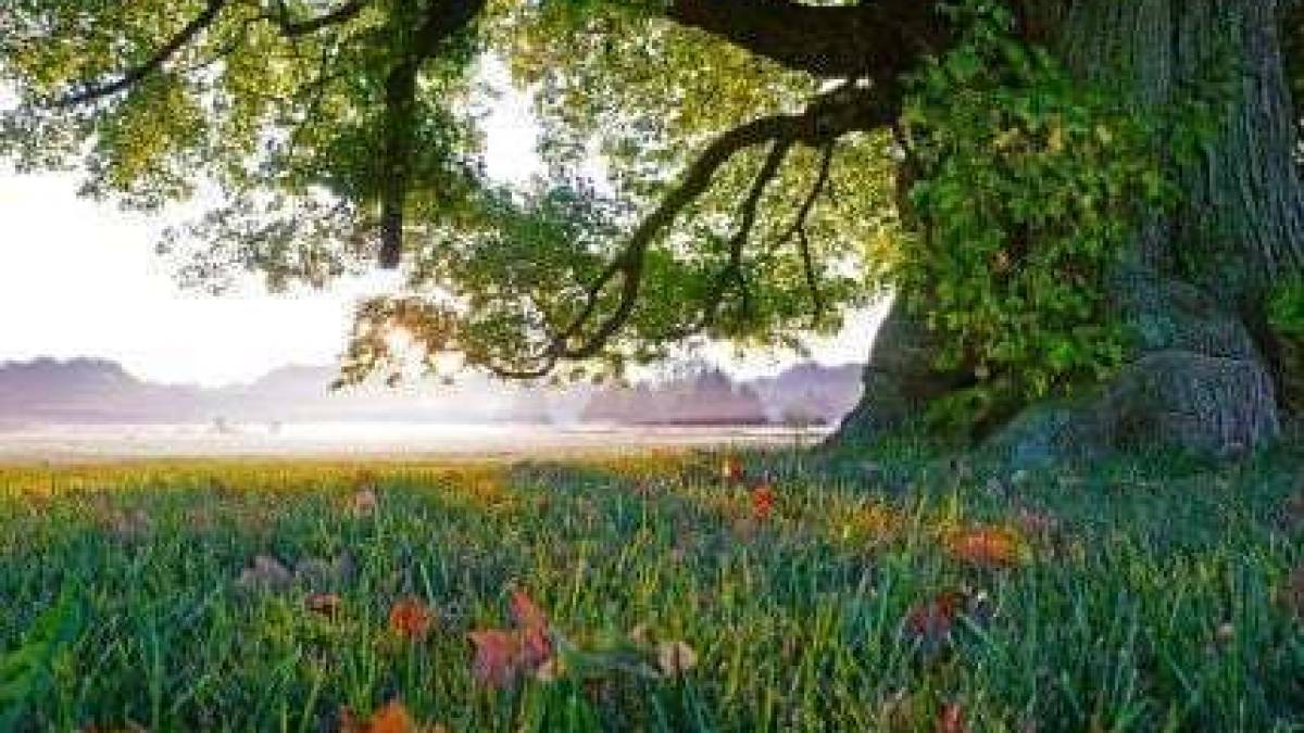 В Україні тепло й сонячно, місцями короткочасні дощі