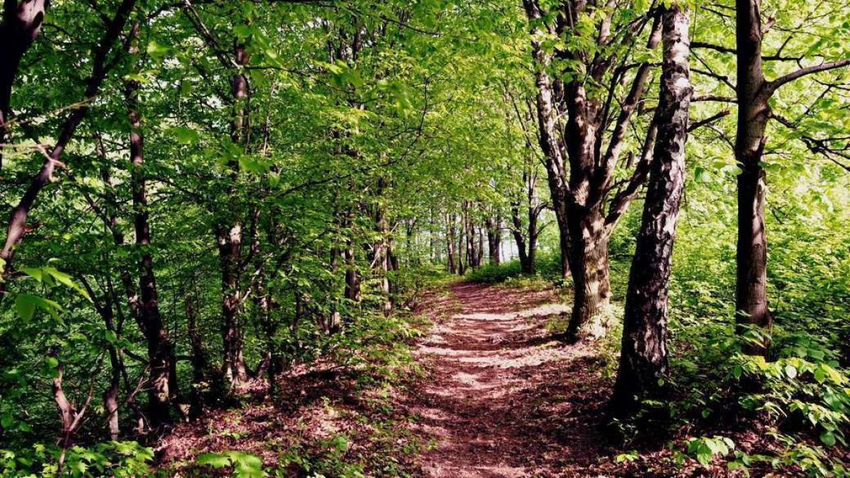 У центрі та на півдні України пройдуть дощі, вдень прогріє до 28°