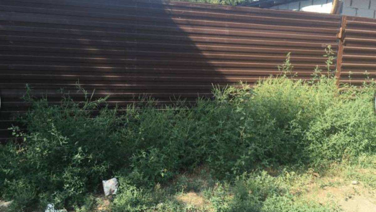 У Запоріжжі виросло стільки амброзії, що в одному з районів ввели карантин