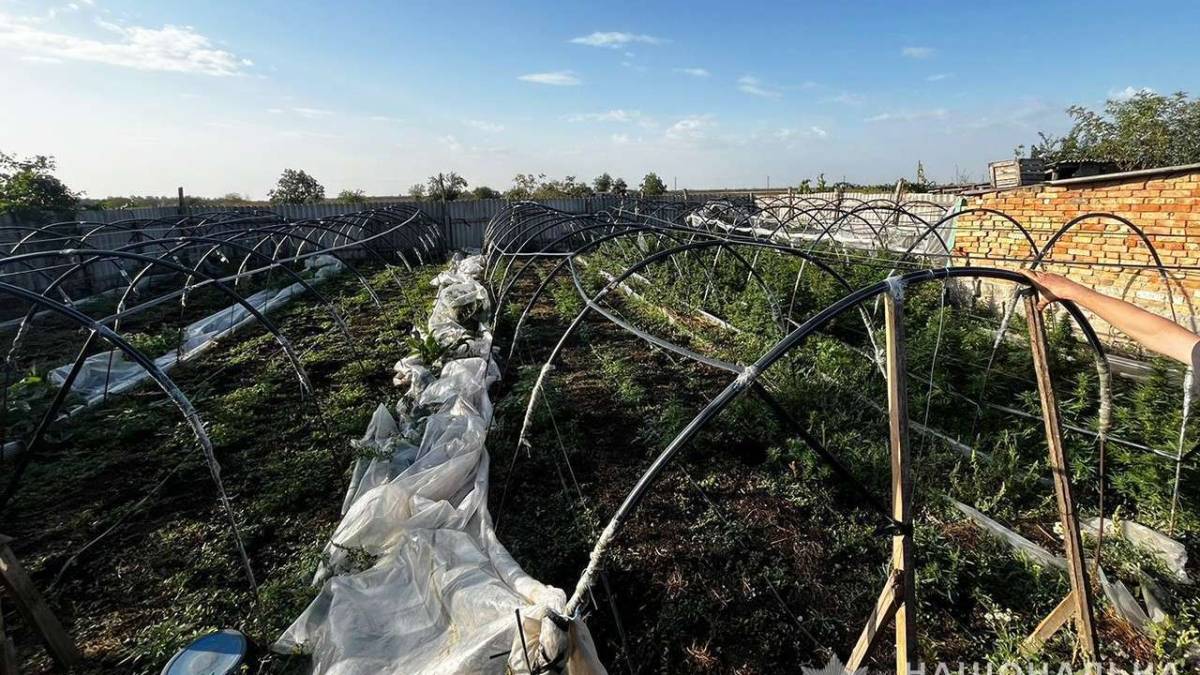 У Запоріжжі чоловік для вирощування канабісу обладнав теплиці