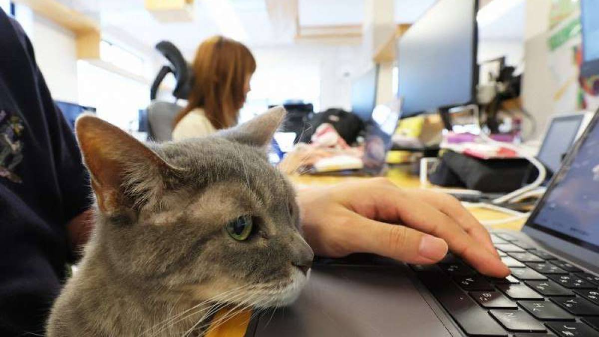 Японська IT-компанія найняла співробітників-котів у відділ продаж