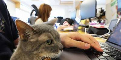 Японська IT-компанія найняла співробітників-котів у відділ продаж