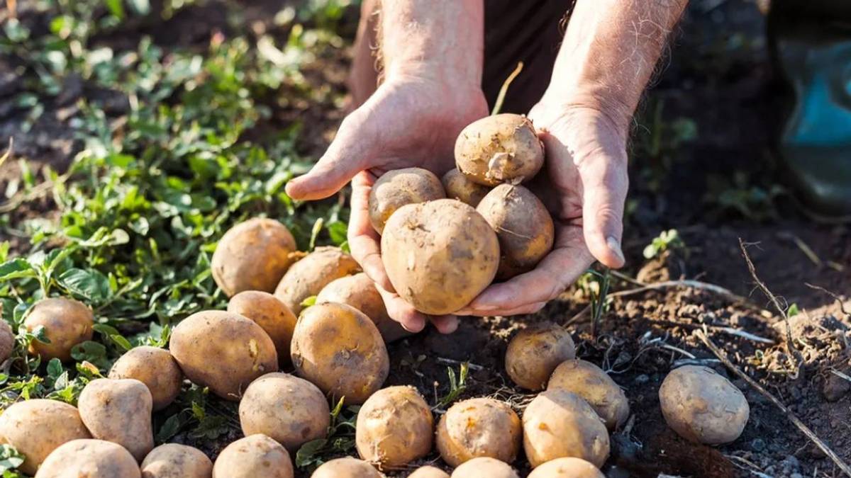 Какими будут цены на картофель и другие овощи: прогноз от Минагрополитики