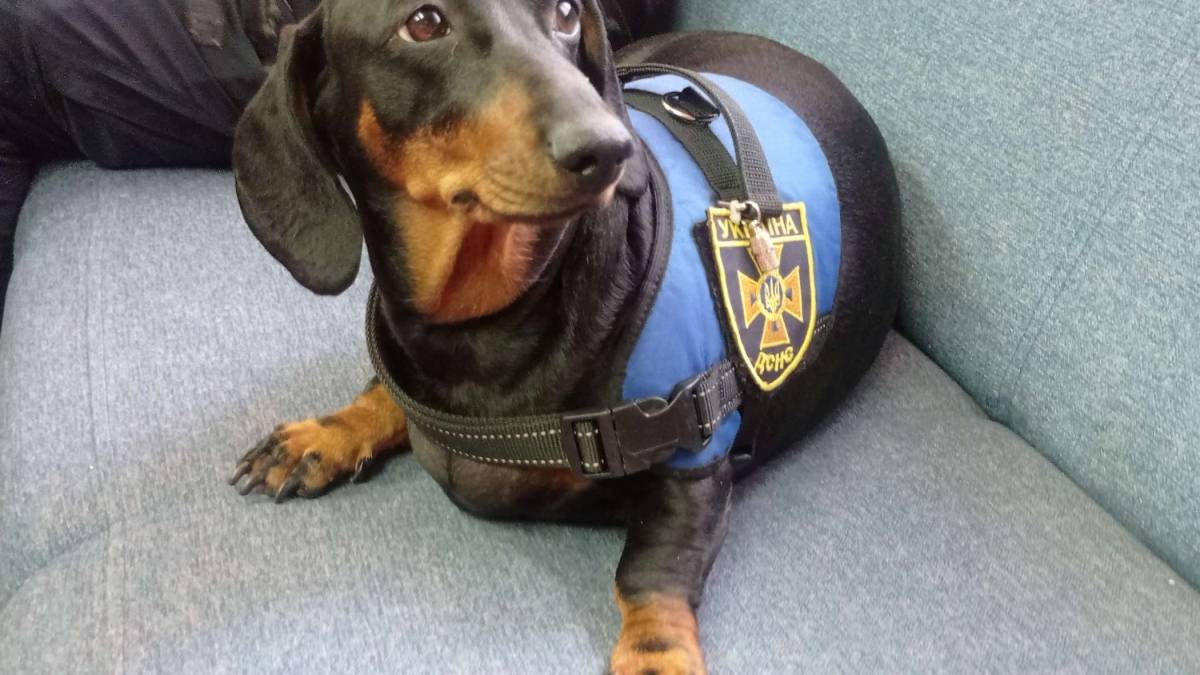 Чапа, що служить в ДСНС – собака-спокій, собака-друг та психотерапевт