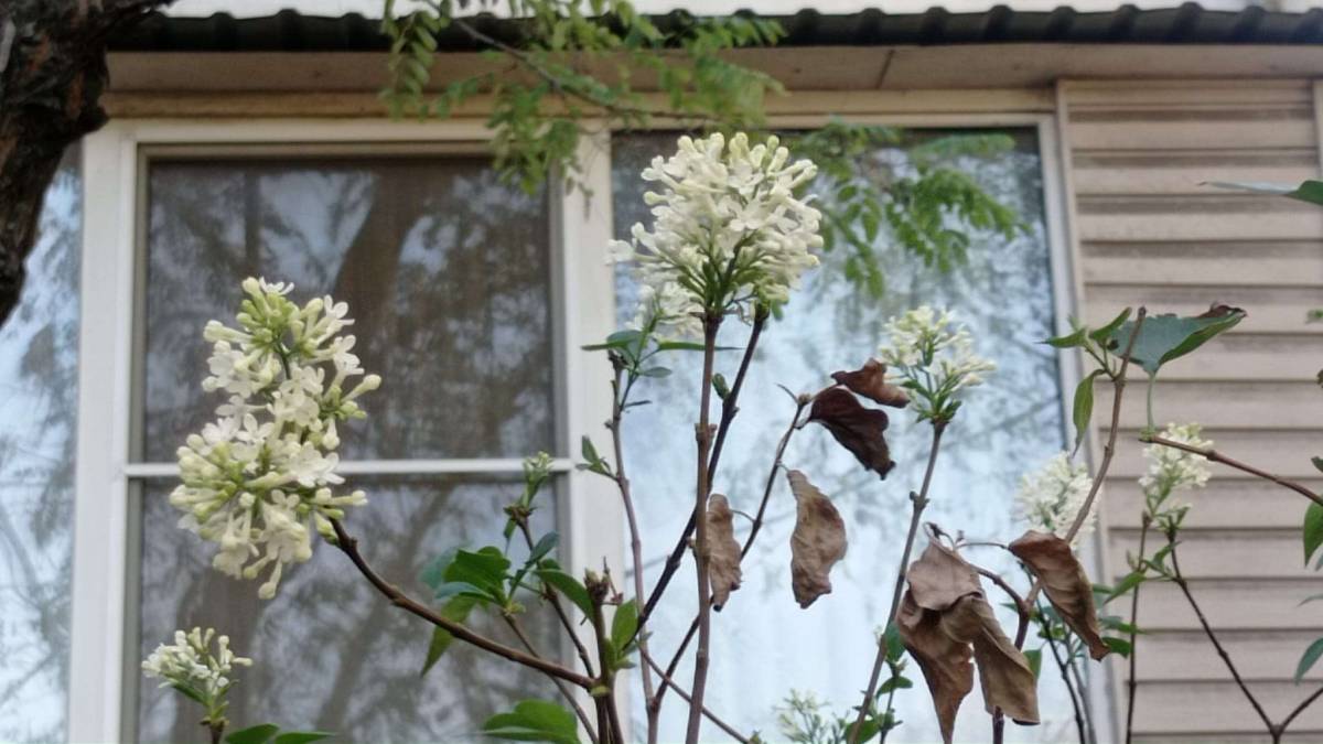 Достатньо трохи любові – і восени зацвіте бузок