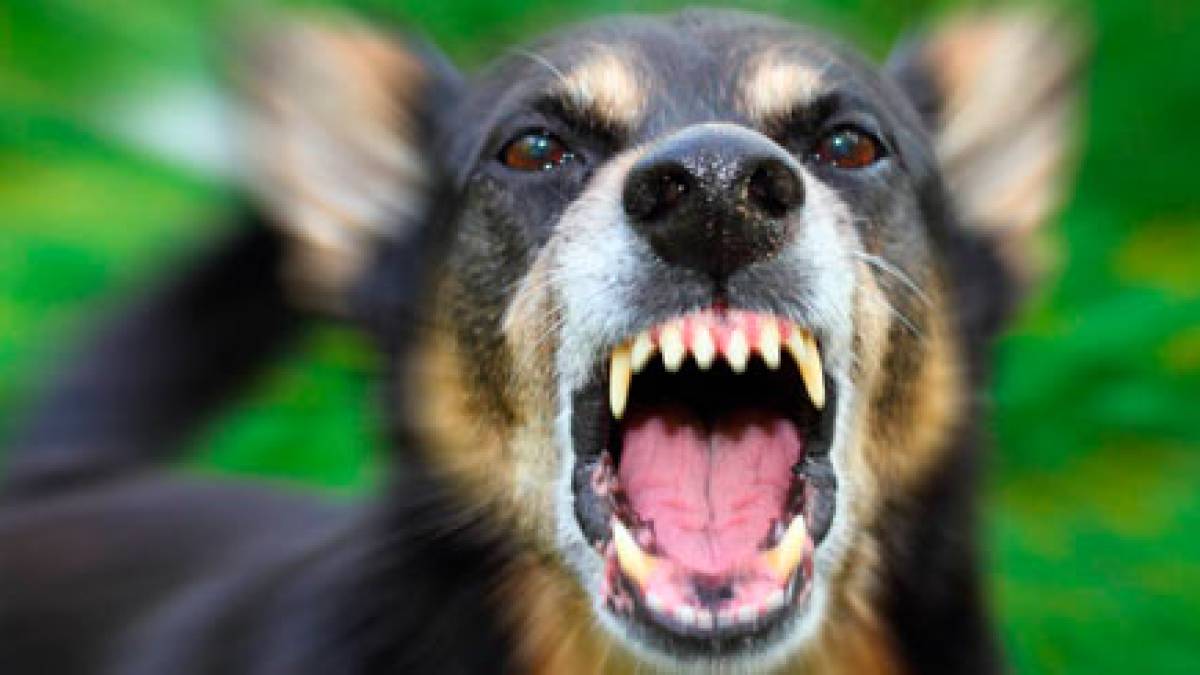 У Запоріжжі зафіксовано п’ять випадків сказу