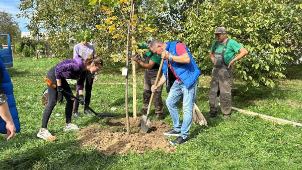 Переселенці з Мелітополя висадили тюльпанові дерева у парку Львова