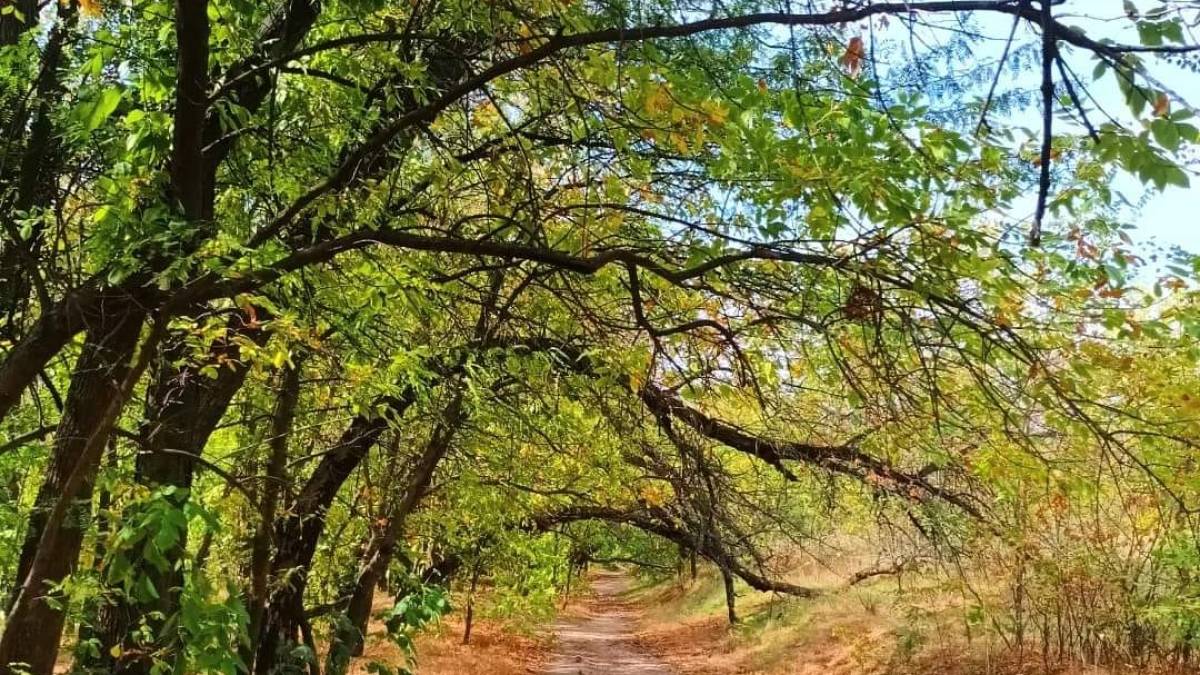 Якою буде погода в Запоріжжі в перші дні тижня – прогноз синоптиків