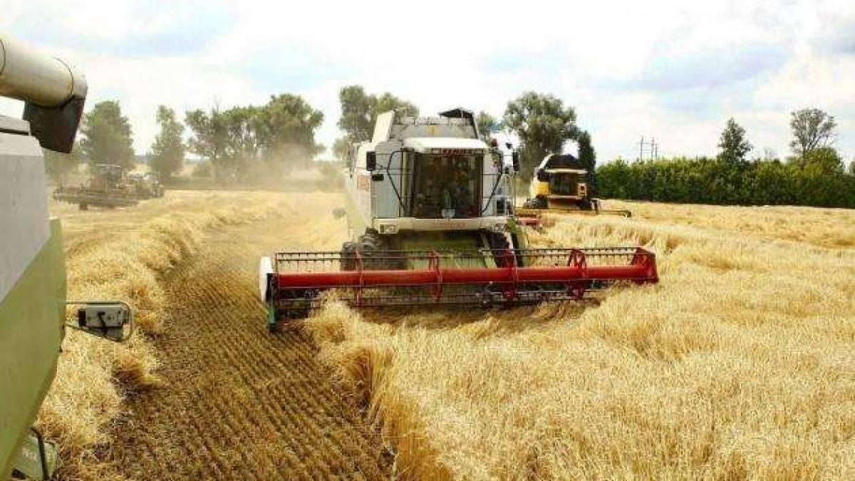 Україна отримала менший урожай зернових — Мінекономіки