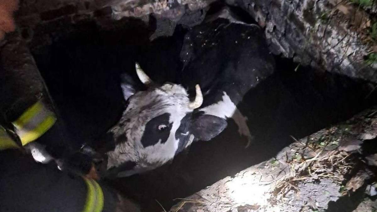У Запоріжжі рятувальники дістали з колодязю …корову