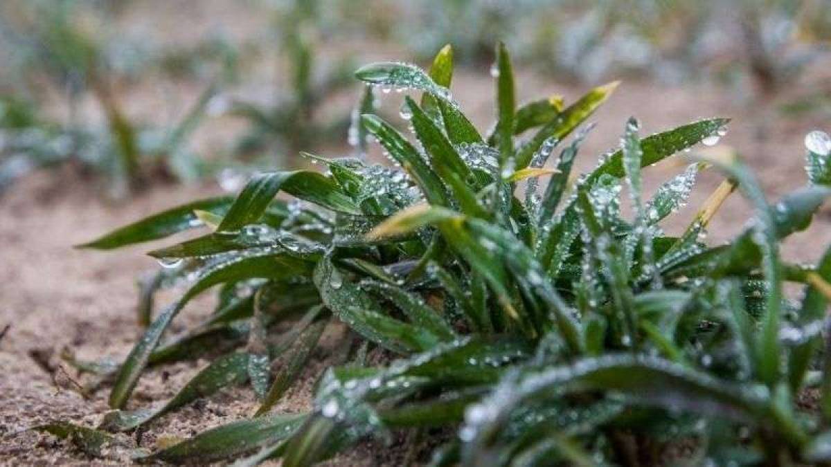 В Україні сьогодні – дощі та заморозки, вдень до +13°