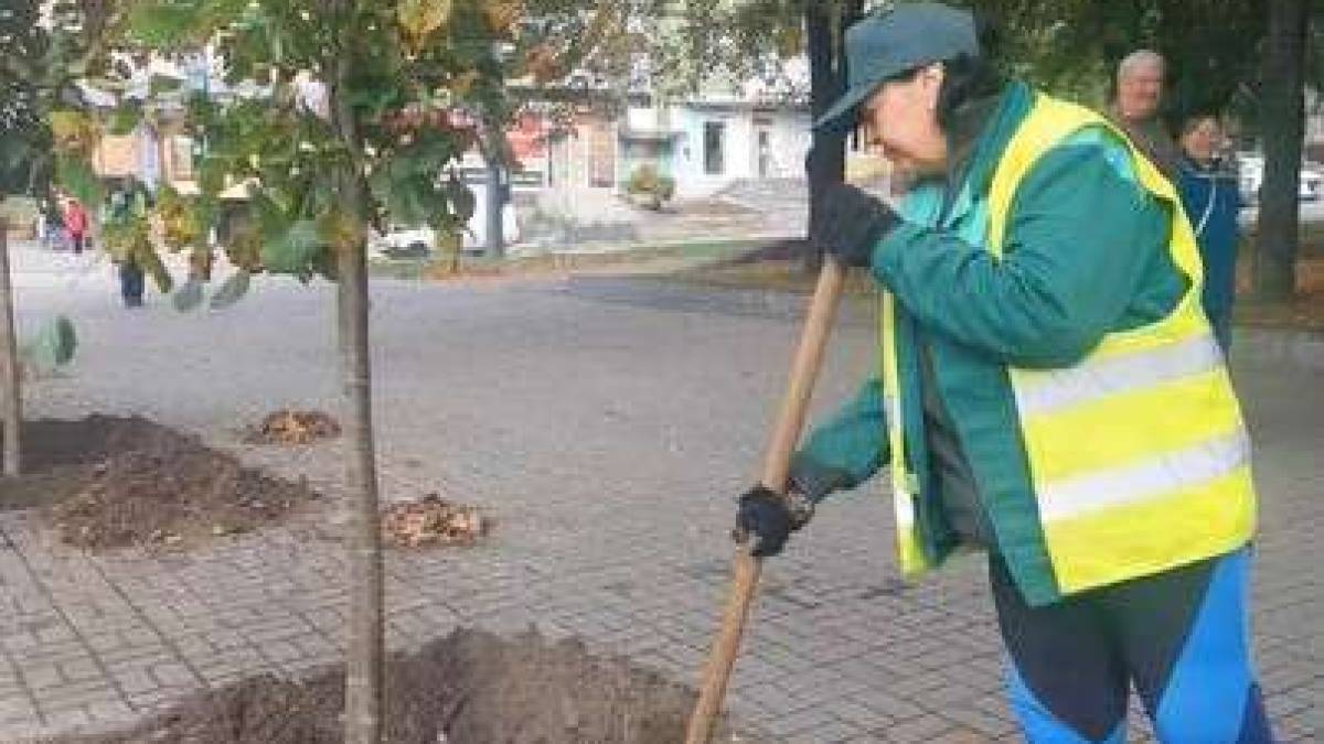 На центральному проспекті Запоріжжя висадять 50 нових дерев