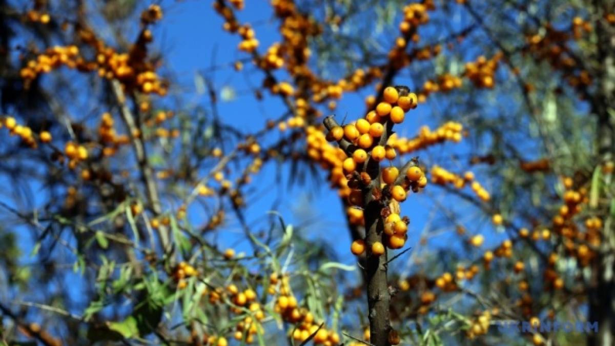 Сьогодні очікується погода без опадів на всій території України