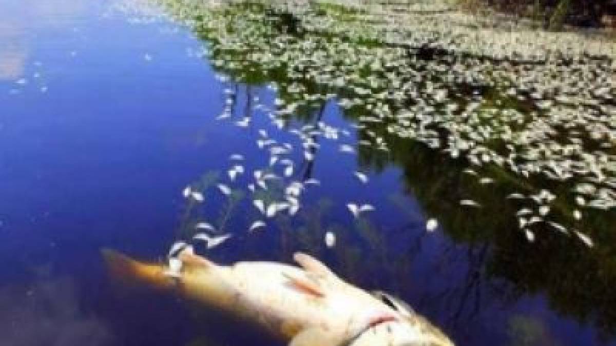 У Балабинській затоці виявлено задуху риби