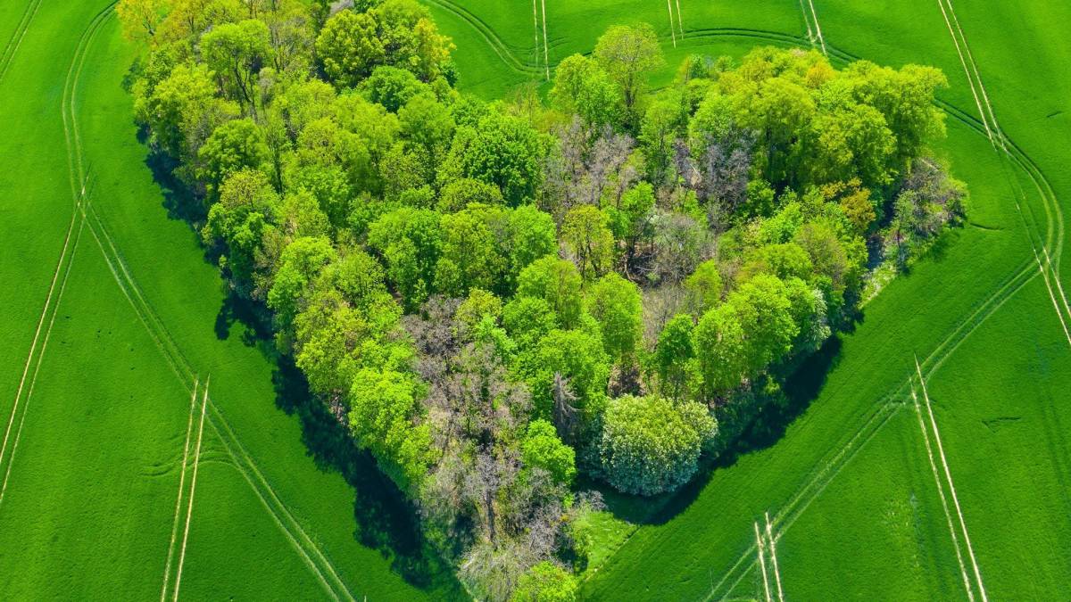 1 листопада — Всесвітній день екології